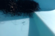 Horrifying daddy longlegs video will give you nightmares