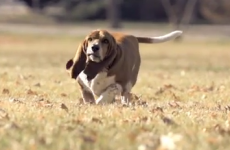 This basset hound running in slow motion is just what you've always longed for
