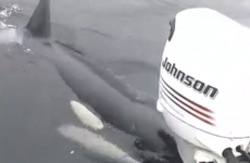 Killer whale does uncanny impression of boat motor sound