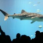 Tagged sharks tweet alerts to help warn Australian beachgoers