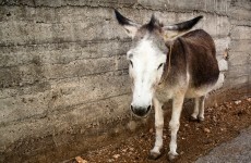 'Donkey meat' in Wal-Mart China found to contain fox meat