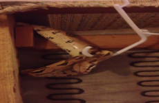Woman finds 4ft boa constrictor living in her second-hand sofa
