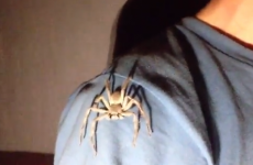 Man of steel gets rid of massive spider by letting it crawl up his FACE