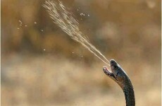 7 weird things that happened this week