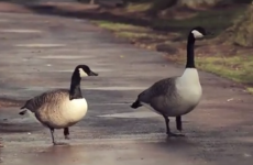 Cork's ducks are talking, according to this hilarious duckumentary