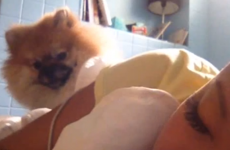 This dog REALLY wants his owner to get out of bed