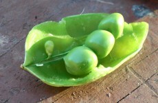 Woman files for divorce over the way her husband eats peas
