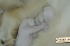 Newborn polar bear twins enjoy a heart-melting snuggle