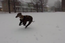 Greyhound in Batman pyjamas having the best craic in the snow