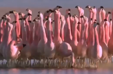 This trippy video of flamingoes dancing to Michael Jackson will certainly make you smile