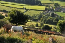 Over 3,000 horses seized over welfare concerns last year