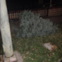 6 abandoned Christmas trees that just wanted to be loved