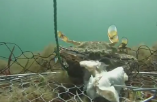 Watch what REALLY happens under the sea