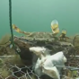 Watch what REALLY happens under the sea