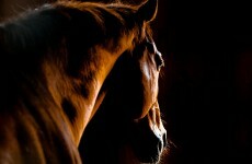Farmers: 18,000 'useless' horses must be slaughtered to help end crisis