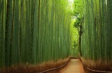 BET you didn't know these incredible facts about nature