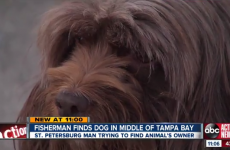 Frightened dog found treading water two miles off the coast of Florida