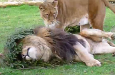 Zoo offers to recycle Christmas trees as toys for lions