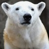 It's so cold in the US that a polar bear was brought indoors at a zoo