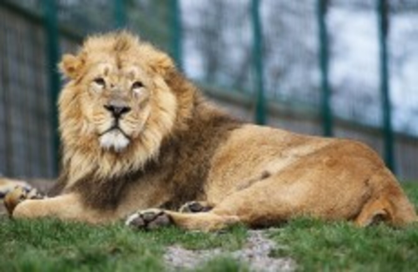 Over one million people visited Dublin Zoo in 2013 · TheJournal.ie