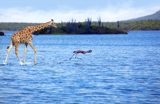 Dine like the Romans? Then try some giraffe legs and sea urchins...