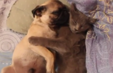 This cat lovingly holding a snoring pug will warm your icy heart
