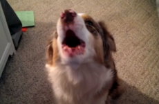Dog tries to imitate emergency siren, fails adorably
