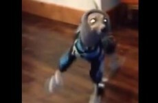 Watch this greyhound do a little tap dance in his snow booties