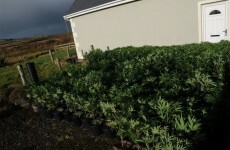 Hundreds of plants seized at cannabis growhouse in Clare