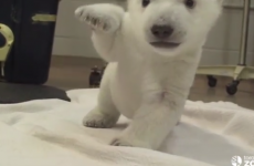Watch this polar bear cub taking his first steps at Toronto Zoo