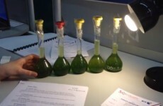 How to trick algae to save the planet