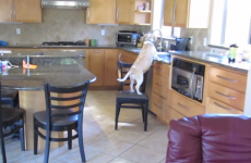 Master-thief dog rearranges furniture to steal chicken nuggets