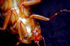 Doctors remove inch-long cockroach from Australian man's ear