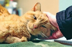 After 3 days stuck in a frozen drainpipe, this cat has a nice warm home