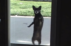 This dog does the Thriller dance better than you