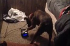 Man discovers his dog has been hitting the snooze button for him