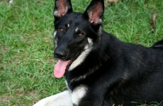Bereaved pet owners "should be entitled to compassionate leave"