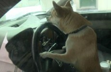 Joyriding Chihuahua crashes owner's car into an unsuspecting driver