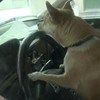 Joyriding Chihuahua crashes owner's car into an unsuspecting driver