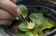 Rare tiny water lily stolen from London's Royal Botanic Gardens