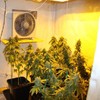 Two searches, 500 cannabis plants and three arrests in Co Clare