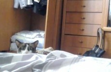 What unspeakable horrors has this cat seen?
