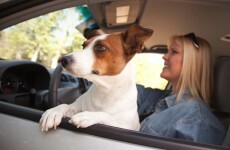 Woman fined because her puppy wasn't wearing a seatbelt