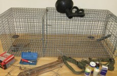 Men plead guilty to training dogs for animal fights