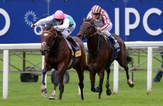 Frankel's first foal born at Coolmore Stud