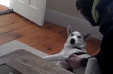 We are fully convinced that this dog is saying "no"