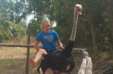 21 animal pictures to make you crease yourself