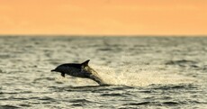 Your baby dolphin making the most of the Wexford winter sunshine pics of the day