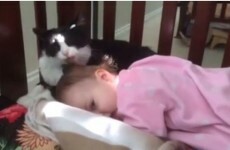Caring cat just wants this little girl to be squeaky clean