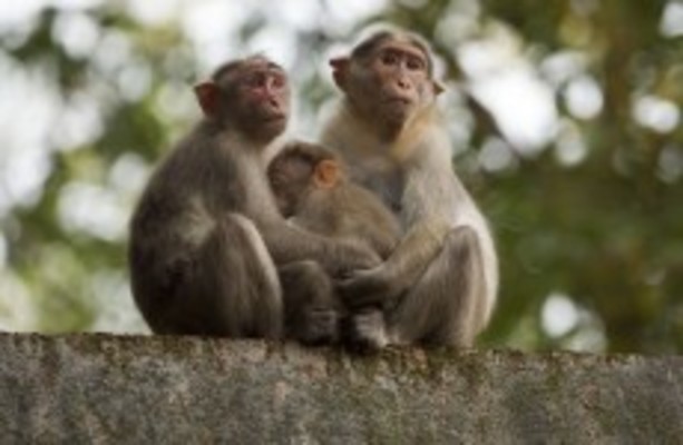 Monkeys banned from eating bananas at Devon zoo